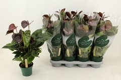 Anthurium Essencia 12Ø 40cm
