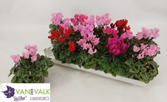 Cyclamen Super Serie Verano 9Ø 16cm