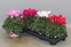 Cyclamen Super Serie Xl 13Ø 30cm