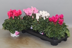 Cyclamen Super Serie Xl 13Ø 30cm