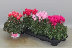 Cyclamen Super Serie Xl 13Ø 30cm