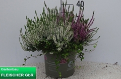 Calluna Garden Girls Trio Girls 23Ø 40cm