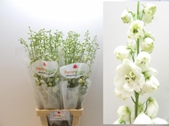 Delphinium Double Guardian White 90cm