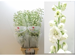 Delphinium Double Guardian White 100cm