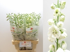 Delphinium Double Guardian White 70cm