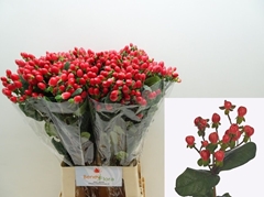 Hypericum Go Top 70cm