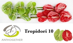 Anthurium Tropidori Mix 15cm Hd