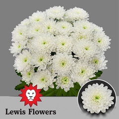 Chrysanth Spray Altaj 70cm 110gr.