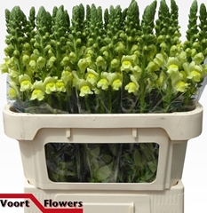 Antirrhinum Legend Yellow 75cm