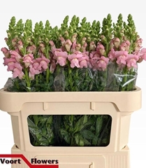Antirrhinum Costa Silver 75cm