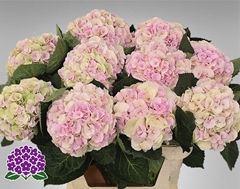 Hydrangea My Beautiful Matcha Classic 80cm 19-21cm Hd