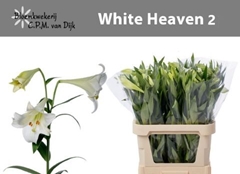 Lily Lf White Heaven 80cm 2+