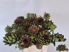 Cynara Green Globe 70cm
