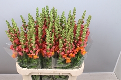 Antirrhinum Avignon Deep Orange 80cm