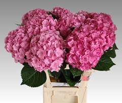 Hydrangea Adora 60cm 16-18cm Hd