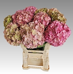 Hydrangea Adora Classic 60cm 17-19cm Hd