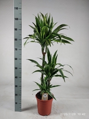 Dracaena Lemon Lime 21Ø 105cm