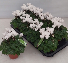 Cyclamen Super Serie Carino 10Ø 27cm