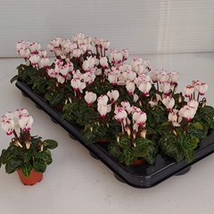 Cyclamen Super Serie Verano 6Ø 13cm
