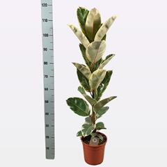 Ficus Tineke 21Ø 115cm