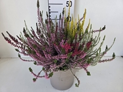 Calluna Garden Girls Quattro Girls Mix In Pot 24Ø 45cm