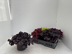 Heuchera Leaf Design Mix 19Ø 28cm