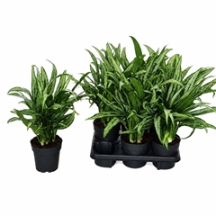 Aglaonema Cutlass 14Ø 48cm