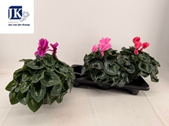 Cyclamen Super Serie Mammoth 17Ø 38cm