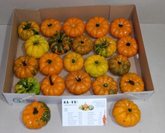 Cucurbita Pepo Jack Be Little 7cm