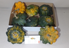 Cucurbita Pepo Patisson Mix 16cm