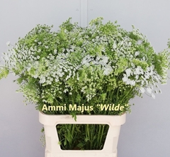 Ammi Majus 85cm