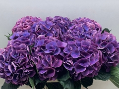 Hydrangea Royal Opera 60cm 13-15cm Hd