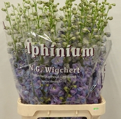 Delphinium Double Dewi Zofia 100cm