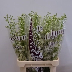 Delphinium Double Dewi Siberia 90cm