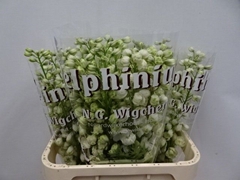 Delphinium Double Dewi Siberia 80cm