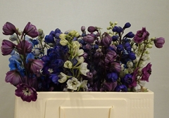 Delphinium Double Mix 50cm
