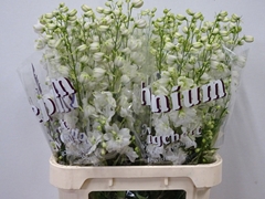 Delphinium Double Dewi Impressive White 90cm