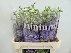 Delphinium Double Dewi Impressive 80cm