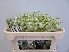 Delphinium Double Dewi Impressive White 65cm