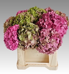 Hydrangea Adora Classic 40cm 14-16cm Hd