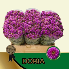Chrysanth Santini Doria 55cm 52gr.