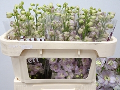 Delphinium Double Dewi Fame 65cm
