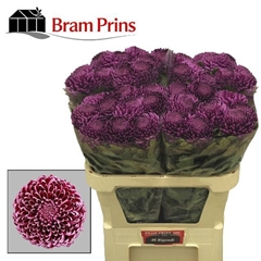 Chrysanth Single Bigoudi Purple 75cm 110gr.
