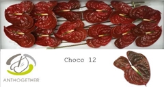 Anthurium Choco 13cm Hd