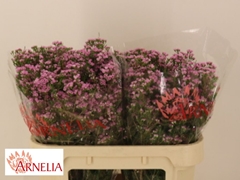 Chamelaucium Pirouette 70cm 40gr.