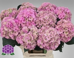 Hydrangea Royal Palace Classic 65cm 17-19cm Hd