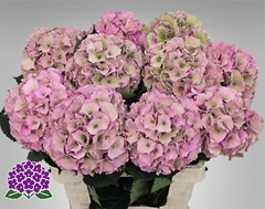 Hydrangea Royal Palace Classic 60cm 15-17cm Hd