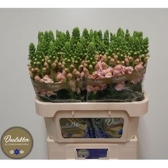 Antirrhinum Avignon Pink 75cm