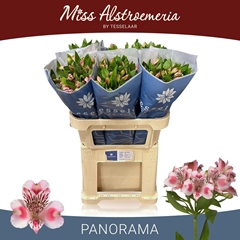 Alstroemeria Panorama 75cm 45gr.