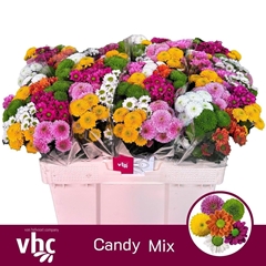 Chrysanth Santini Mix 55cm 40gr.